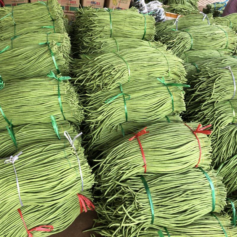 广东精品豆角，一手货源，现摘现发，全国可发货
