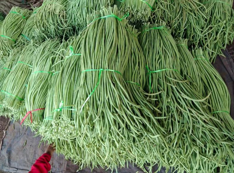 广东精品豆角，一手货源，现摘现发，全国可发货