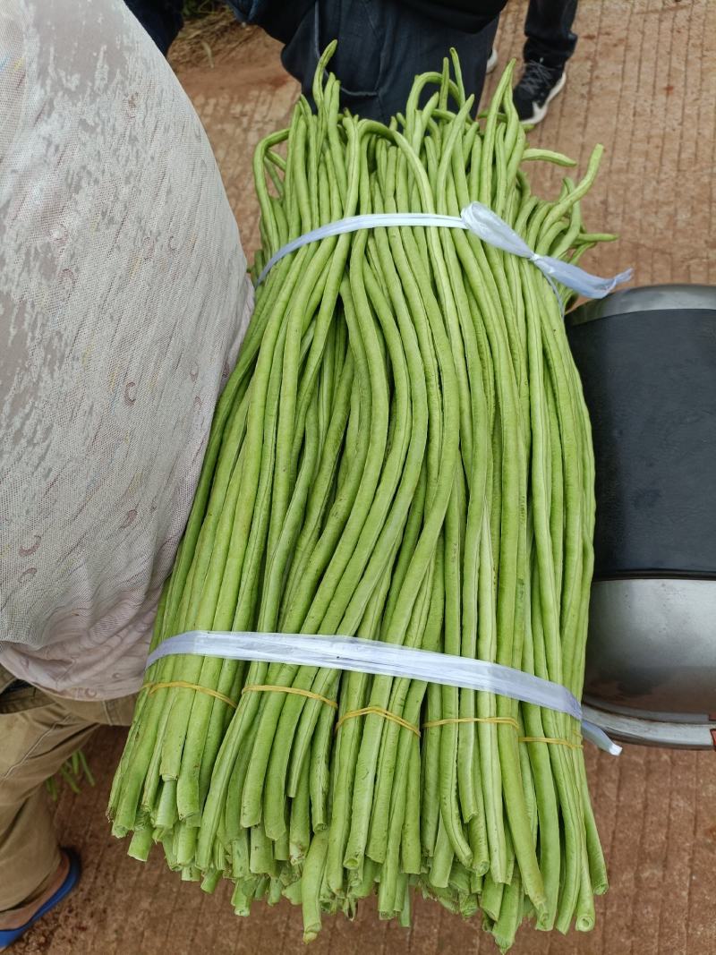 广东精品豆角，一手货源，现摘现发，全国可发货
