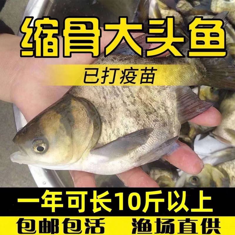 大头鱼苗鱼缩骨大头优质胖头鱼苗缩骨花鲢锁骨大头鳙鱼苗