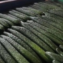 广东精品密刺黄瓜，产地直供，现摘现发，全国可发货