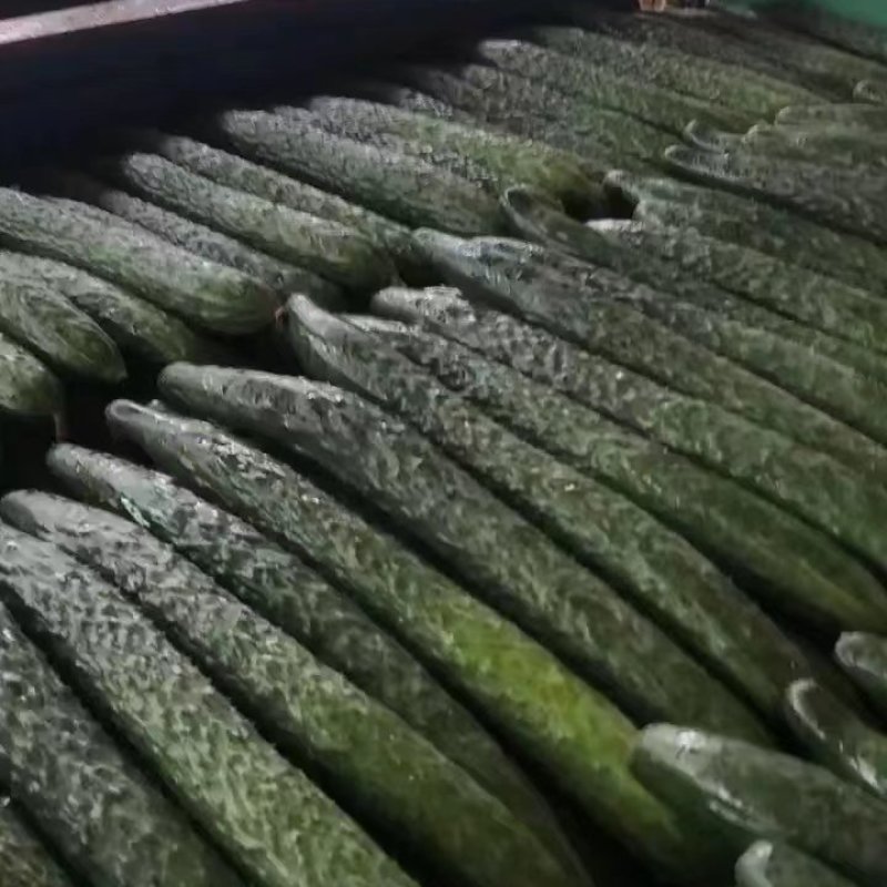 广东精品密刺黄瓜，产地直供，现摘现发，全国可发货