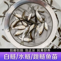 白鲢鱼苗特大号鲢鳙水鲢跳鲢鲢子花鲢鱼苗淡水鱼苗草鱼翘嘴鱼