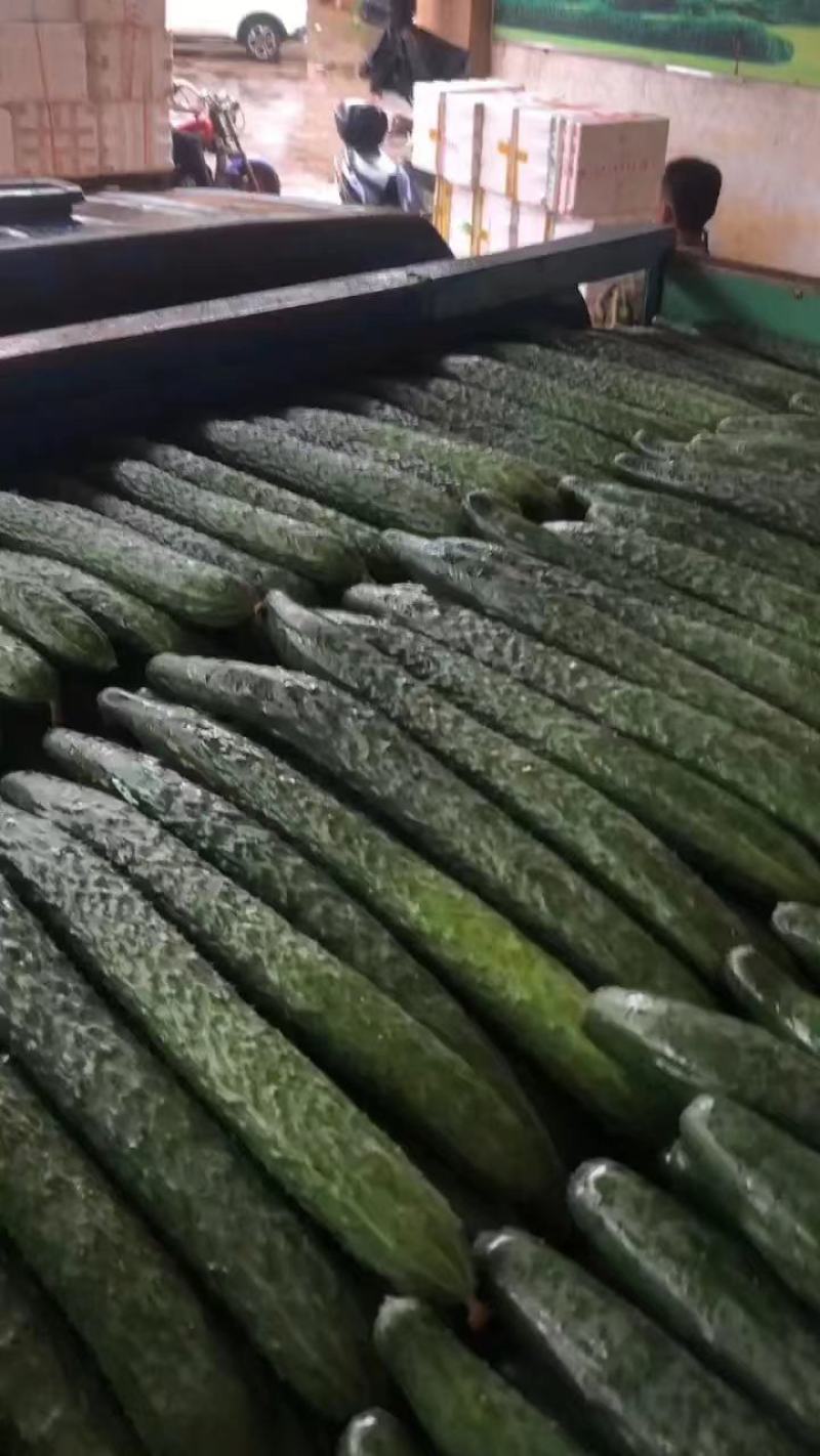 广东精品密刺黄瓜，产地直供，现摘现发，全国可发货
