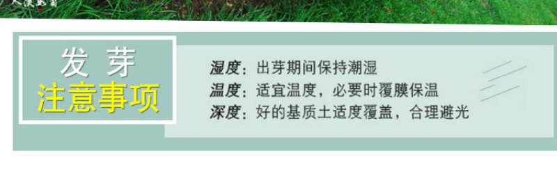 一串红种子四季播种庭院易活花子矮串串红四季易种花籽耐寒花