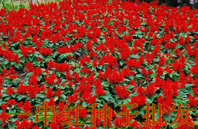 一串红种子四季播种庭院易活花子矮串串红四季易种花籽耐寒花