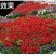 一串红种子四季播种庭院易活花子矮串串红四季易种花籽耐寒花