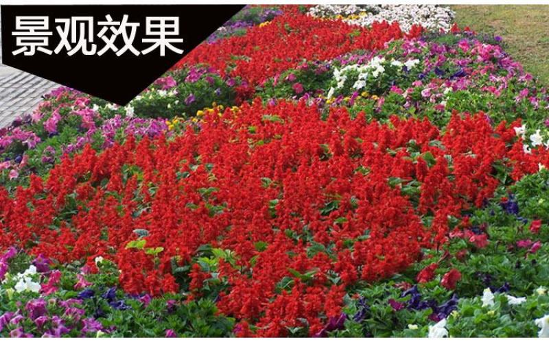 一串红种子四季播种庭院易活花子矮串串红四季易种花籽耐寒花