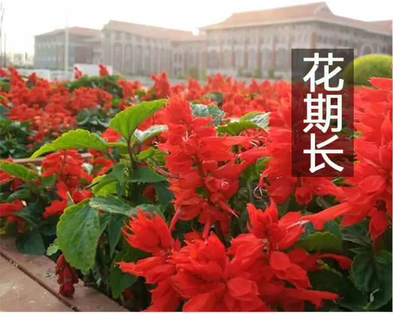 一串红种子四季播种庭院易活花子矮串串红四季易种花籽耐寒花