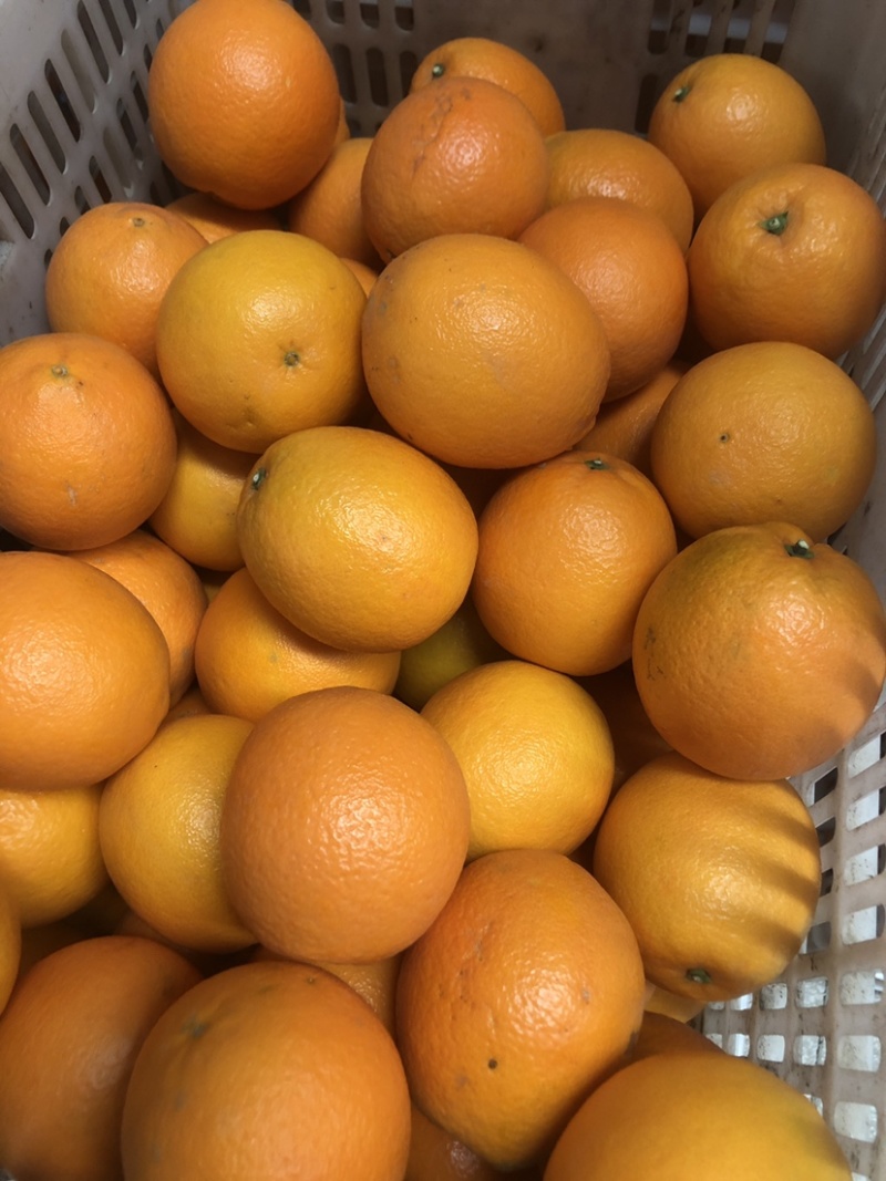 纽荷尔脐橙一件代发
