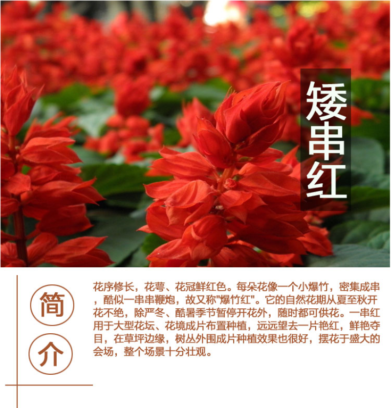 一串红种子四季播种庭院易活花子矮串串红四季易种花籽耐寒花