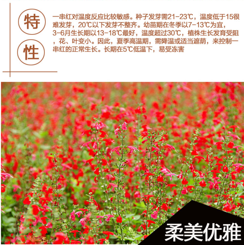 一串红种子四季播种庭院易活花子矮串串红四季易种花籽耐寒花