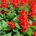 一串红种子四季播种庭院易活花子矮串串红四季易种花籽耐寒花