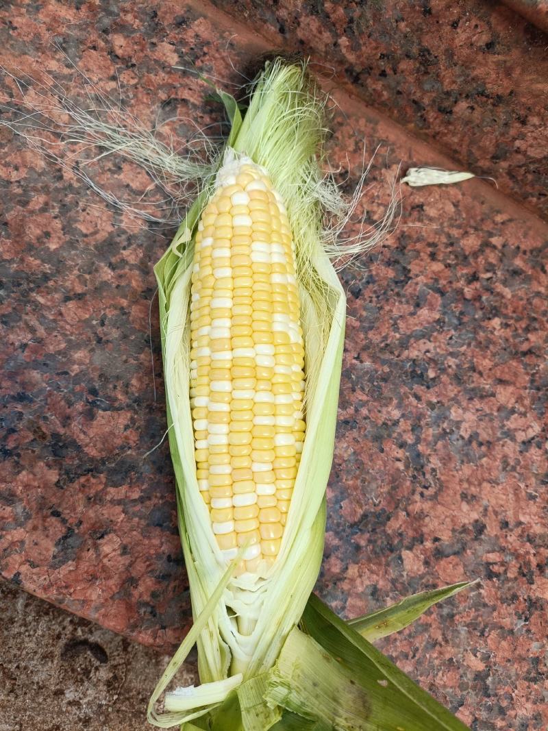 广东精品甜玉米，双色玉米，大量一手货源，现摘现发