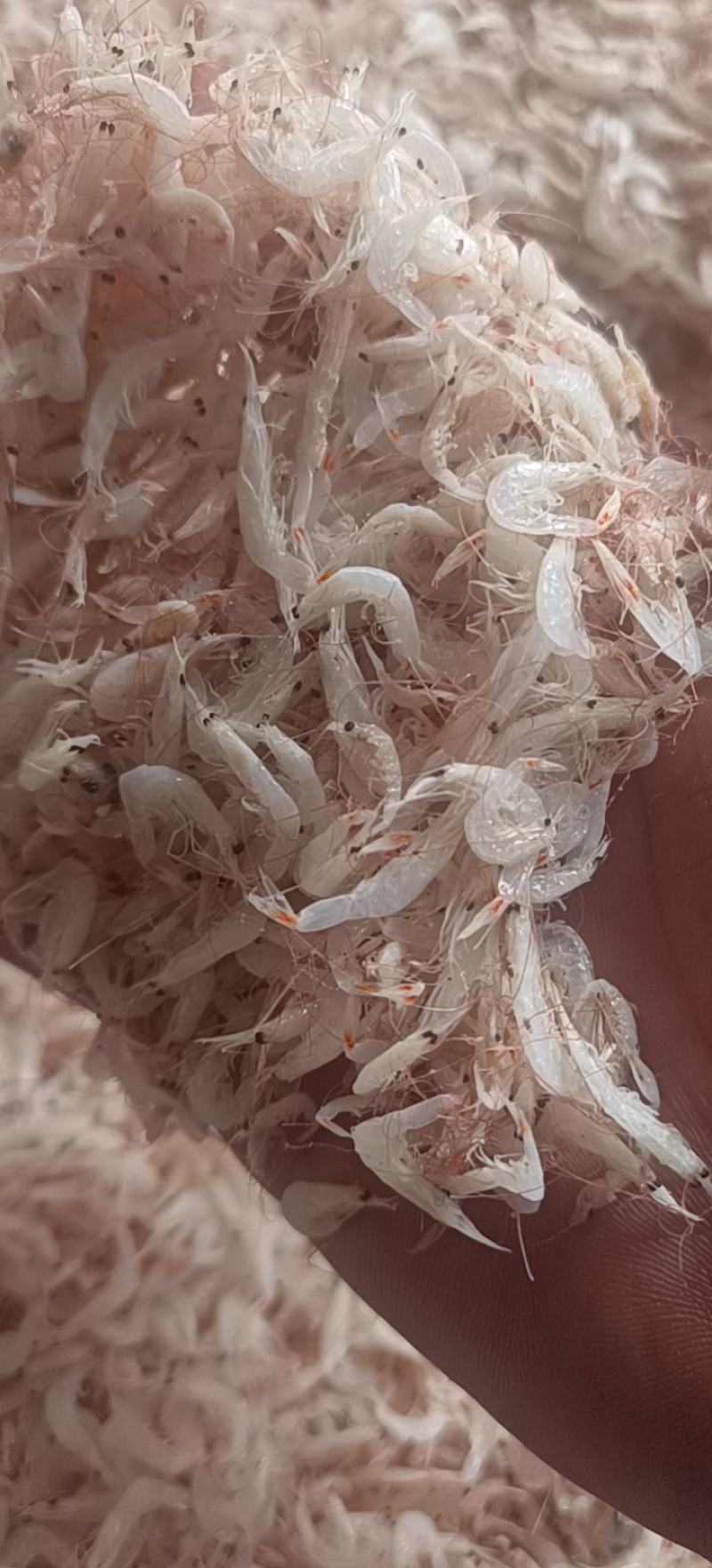 小虾皮渤海湾小虾皮电商用调料用饵料用