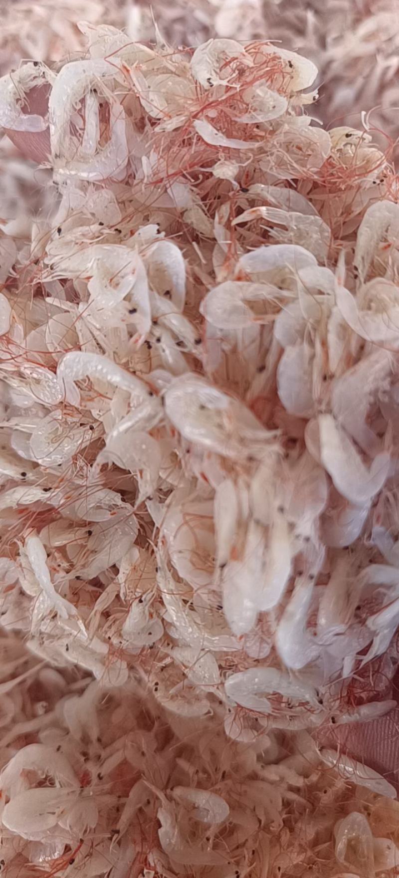 小虾皮渤海湾小虾皮电商用调料用饵料用
