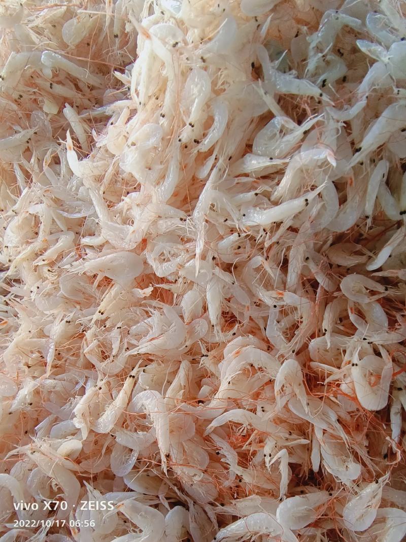 小虾皮渤海湾小虾皮电商用调料用饵料用