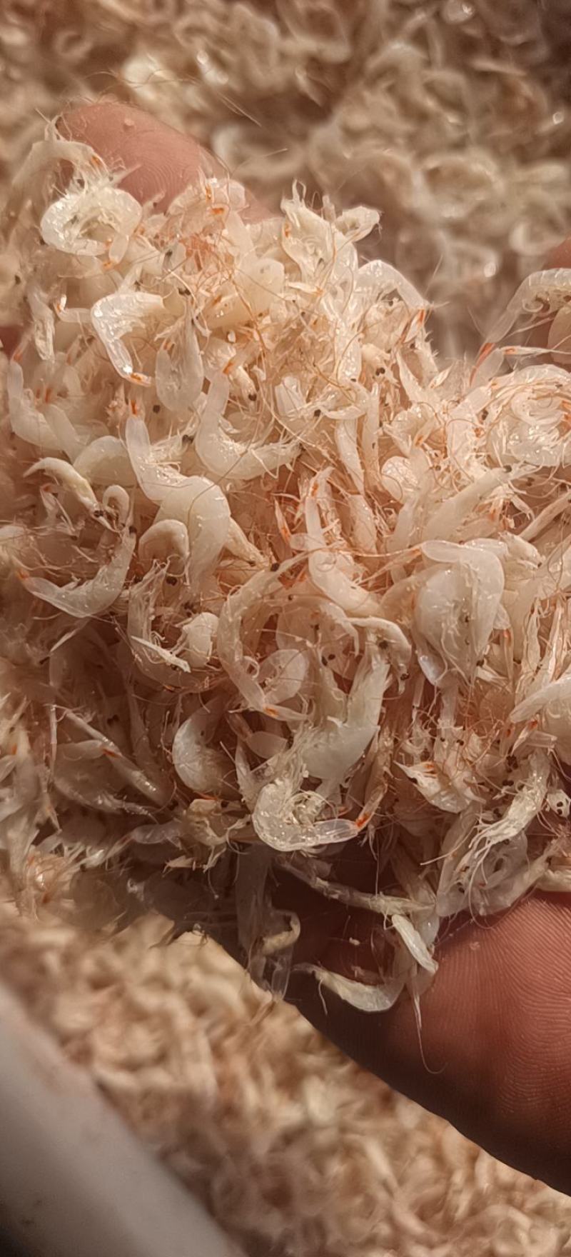 小虾皮渤海湾小虾皮电商用调料用饵料用