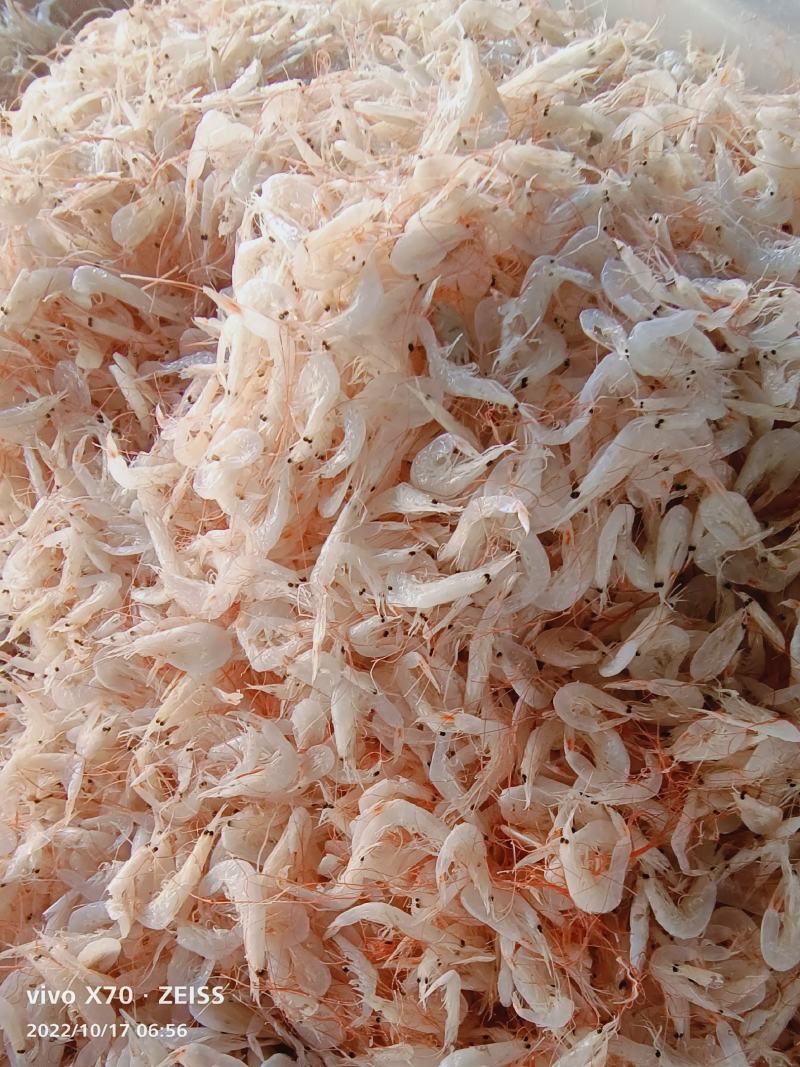 小虾皮渤海湾小虾皮电商用调料用饵料用