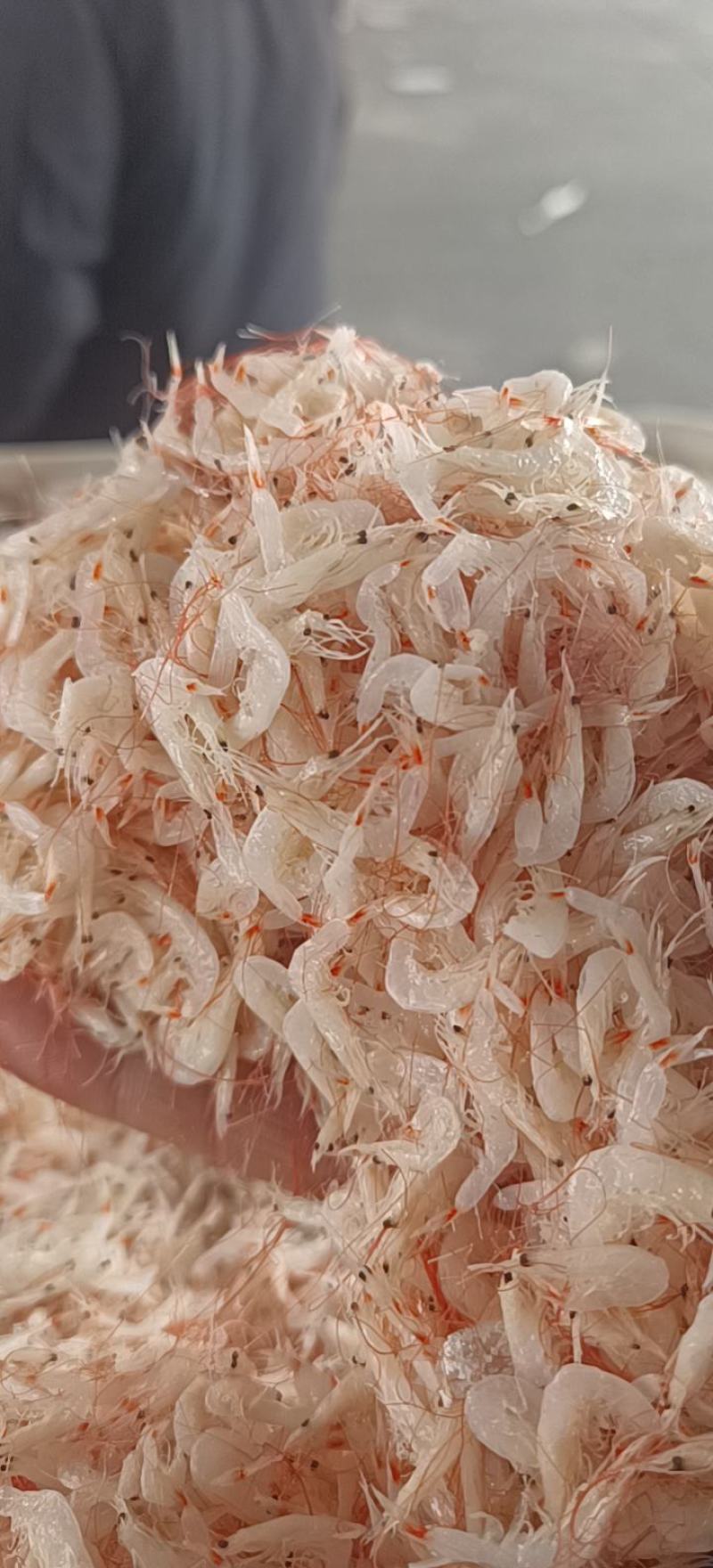 小虾皮渤海湾小虾皮电商用调料用饵料用
