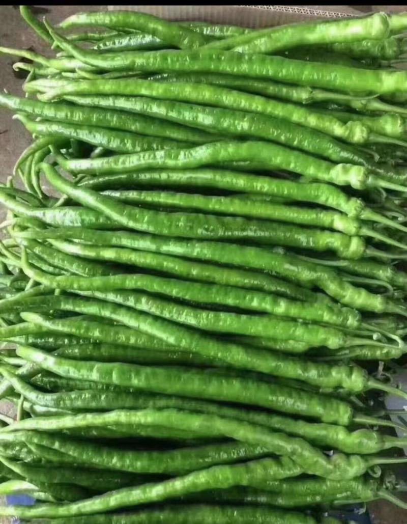 3/4/8号线椒，泡椒，尖椒，螺丝椒，场地直发