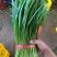 广东精品大叶韭菜，大量一手货源，全国可发货