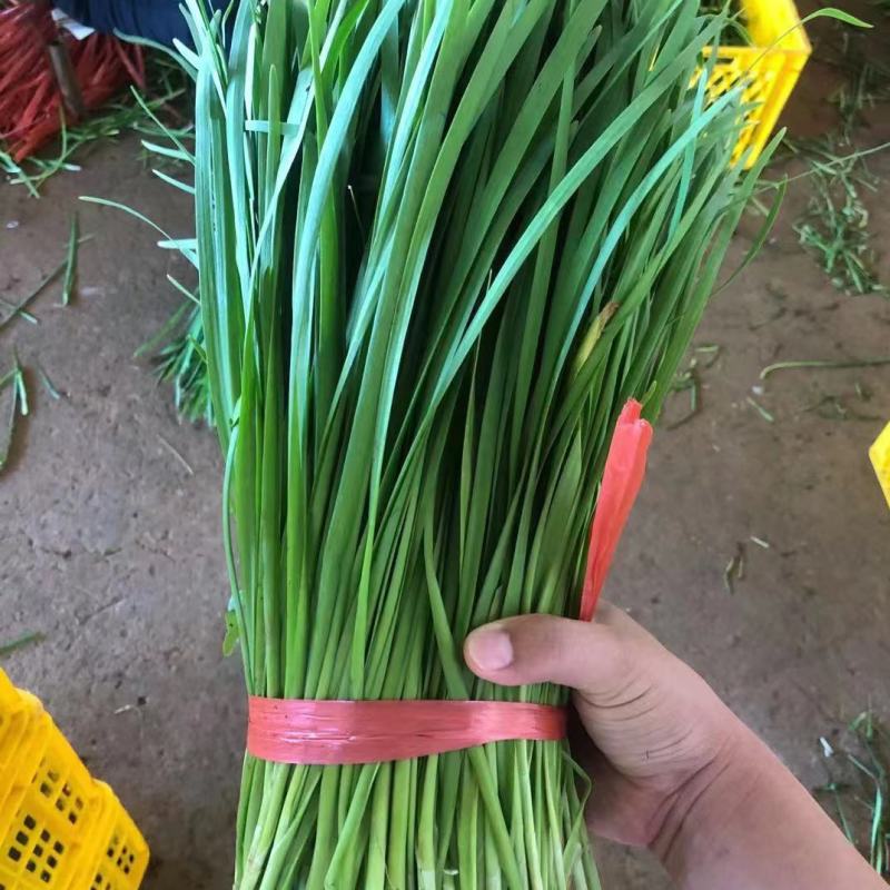 广东精品大叶韭菜，大量一手货源，全国可发货