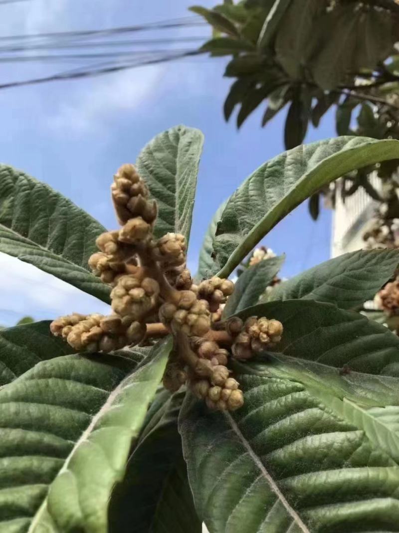 天然新晒农家枇杷花蕾干琵琶煲汤中药材零售批发
