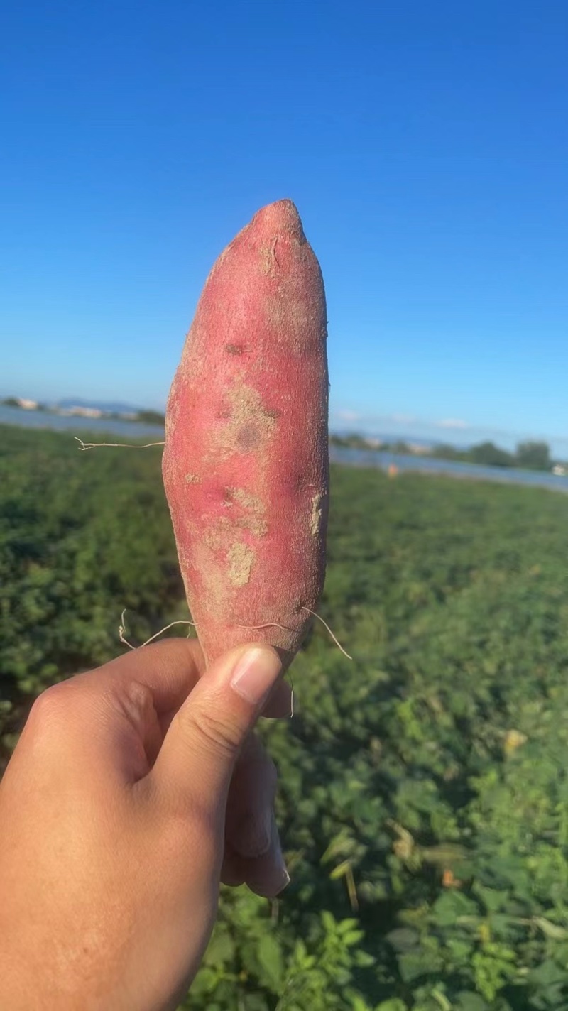 品质西瓜红产地直发广东西瓜红对接电商市场等