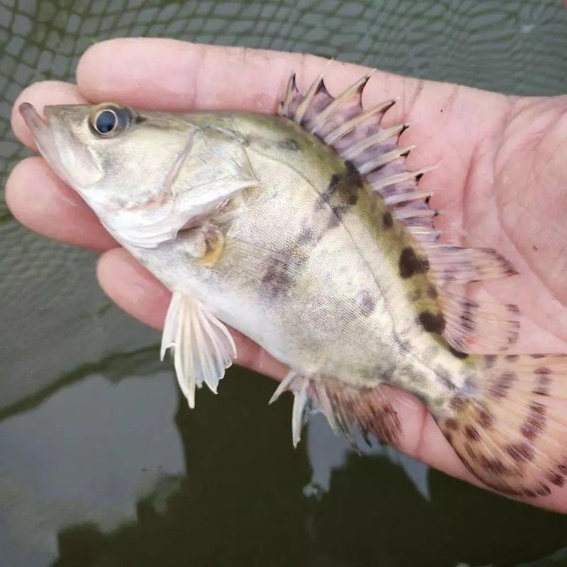 鳜鱼苗淡水培殖食用活体凶猛冷水观赏鱼路亚季花鱼桂花鱼苗贵