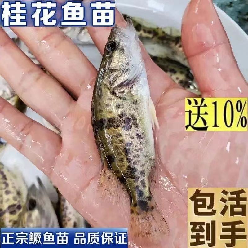 鳜鱼苗淡水培殖食用活体凶猛冷水观赏鱼路亚季花鱼桂花鱼苗贵