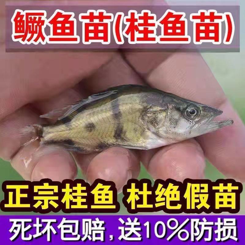 鳜鱼苗淡水培殖食用活体凶猛冷水观赏鱼路亚季花鱼桂花鱼苗贵