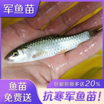 军鱼苗光倒刺鲃青竹黄娟坑坚观赏淡水养殖