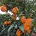 @秭归中华红橙，一手货源看园采果，品质保证，价格优惠。