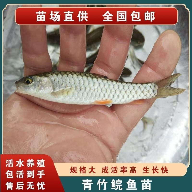 军鱼苗光倒刺鲃青竹黄娟坑坚观赏淡水养殖