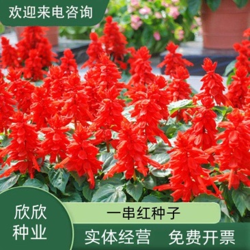 一串红种子四季播种庭院易活花子矮串串红四季易种花籽耐寒花