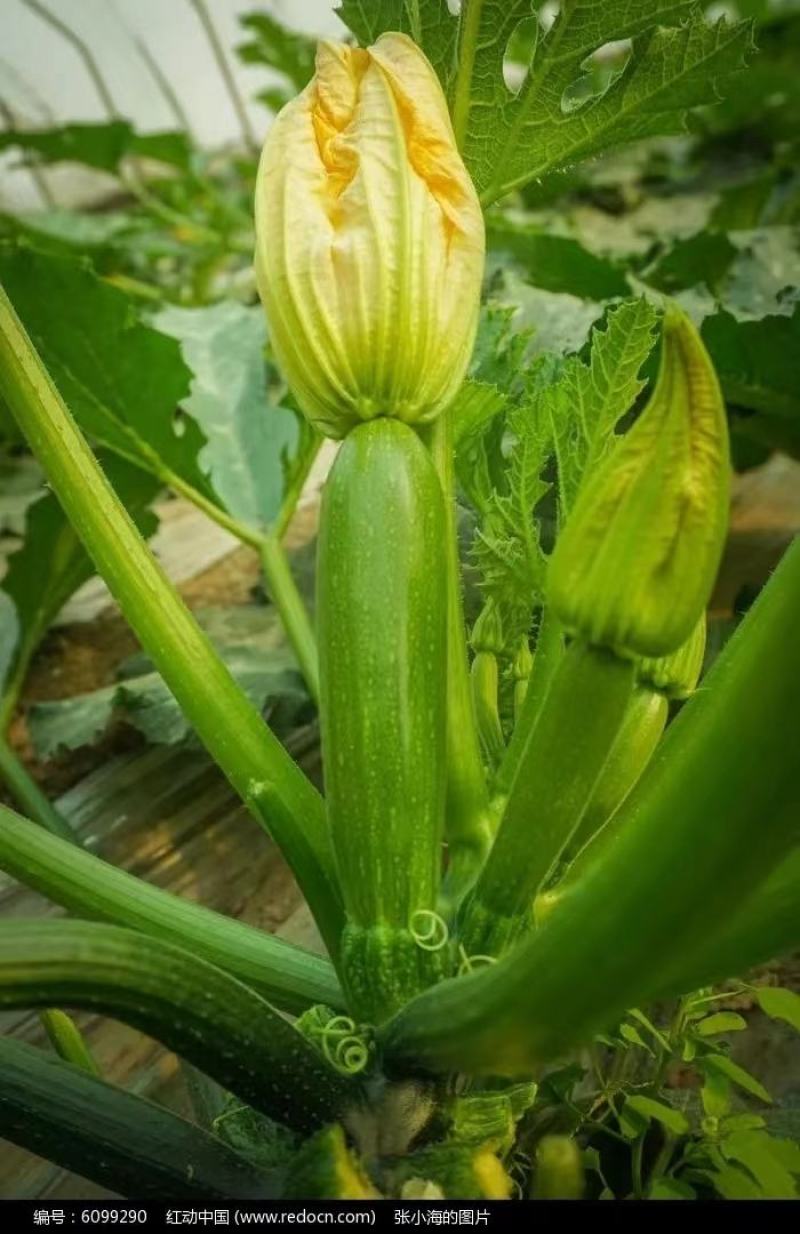 河北西葫芦，绿皮西葫芦，大小个头均匀，代发全国，量大优惠