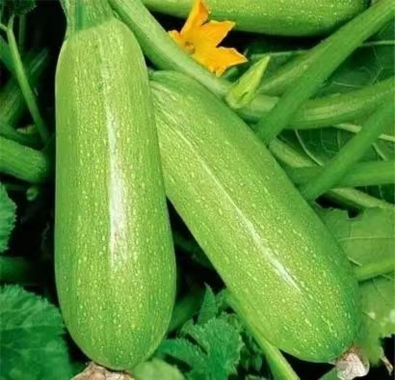 河北西葫芦，绿皮西葫芦，大小个头均匀，代发全国，量大优惠
