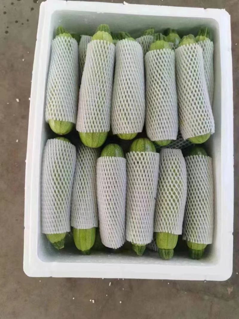 河北西葫芦，绿皮西葫芦，大小个头均匀，代发全国，量大优惠