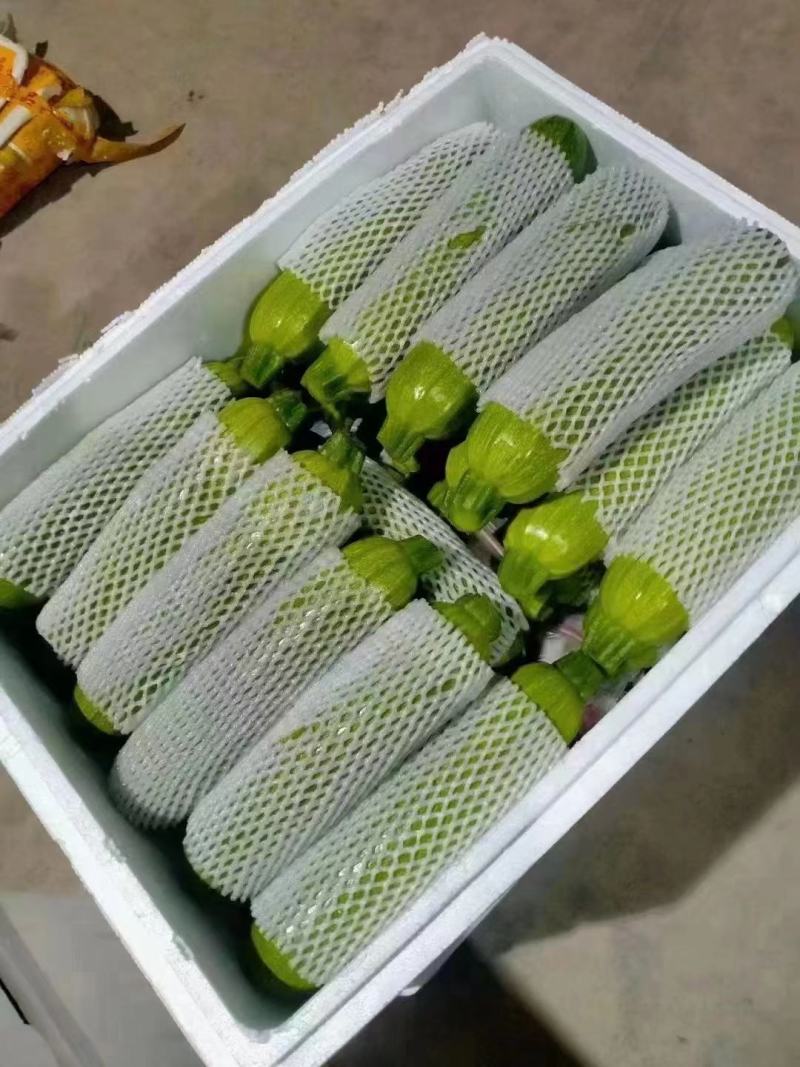 河北西葫芦，绿皮西葫芦，大小个头均匀，代发全国，量大优惠