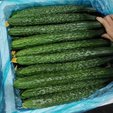 密刺黄瓜，大量有货价格便宜，产地一手货源欢迎联系采购