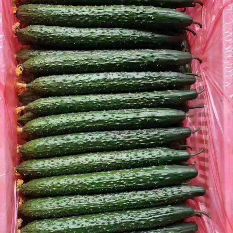 密刺黄瓜，大量有货价格便宜，产地一手货源欢迎联系采购