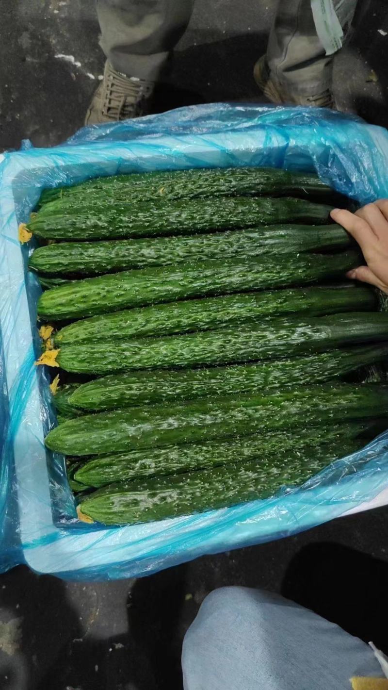 密刺黄瓜，大量有货价格便宜，产地一手货源欢迎联系采购