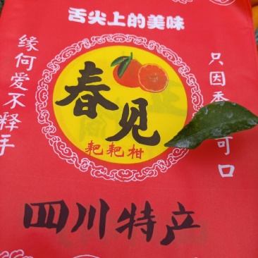 春见耙耙柑