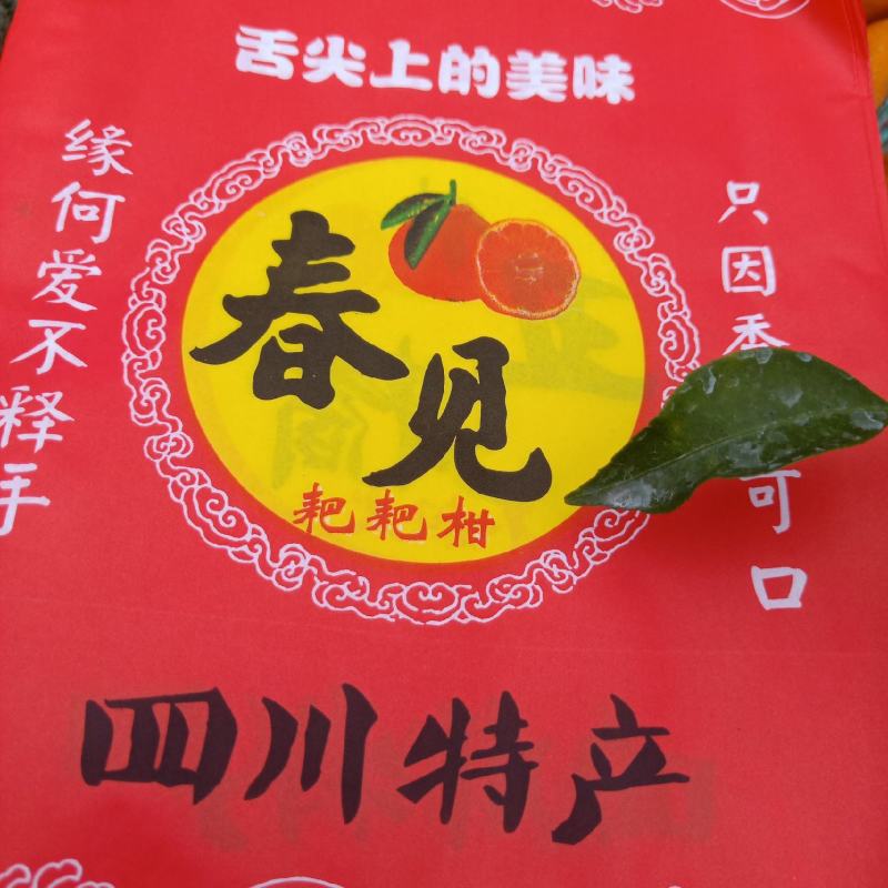 春见耙耙柑