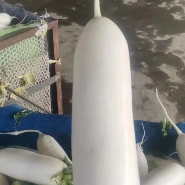 河北白萝卜，产地一手货源颜色细白，支持视频看货，量大从优