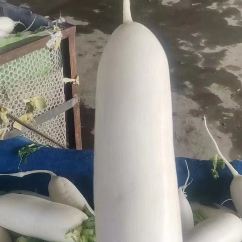 河北白萝卜，产地一手货源颜色细白，支持视频看货，量大从优