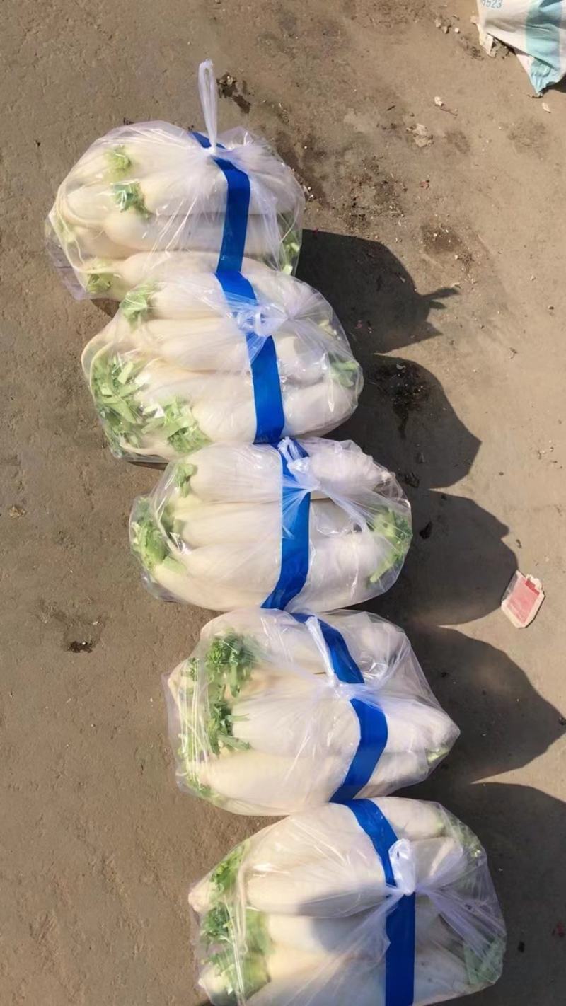 河北白萝卜，产地一手货源颜色细白，支持视频看货，量大从优