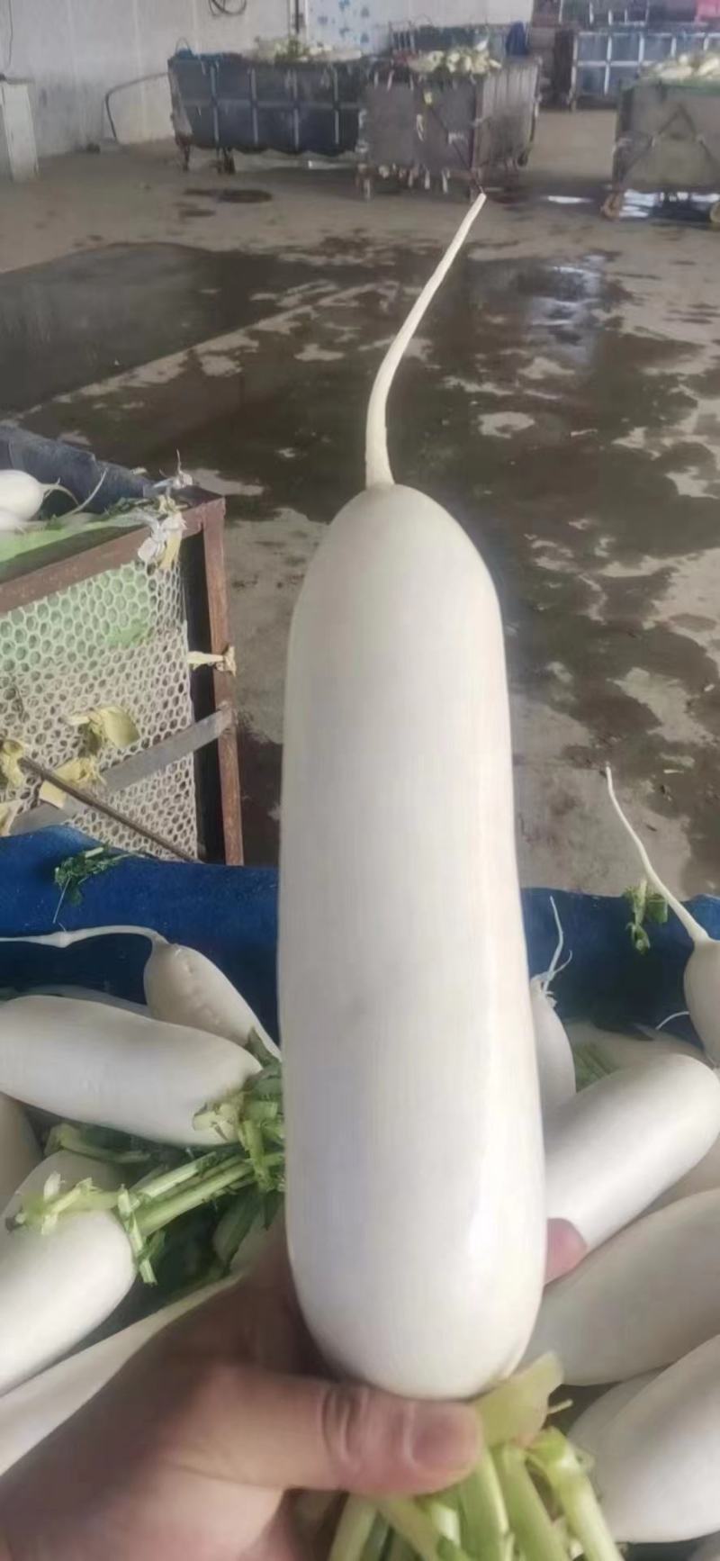 河北白萝卜，产地一手货源颜色细白，支持视频看货，量大从优