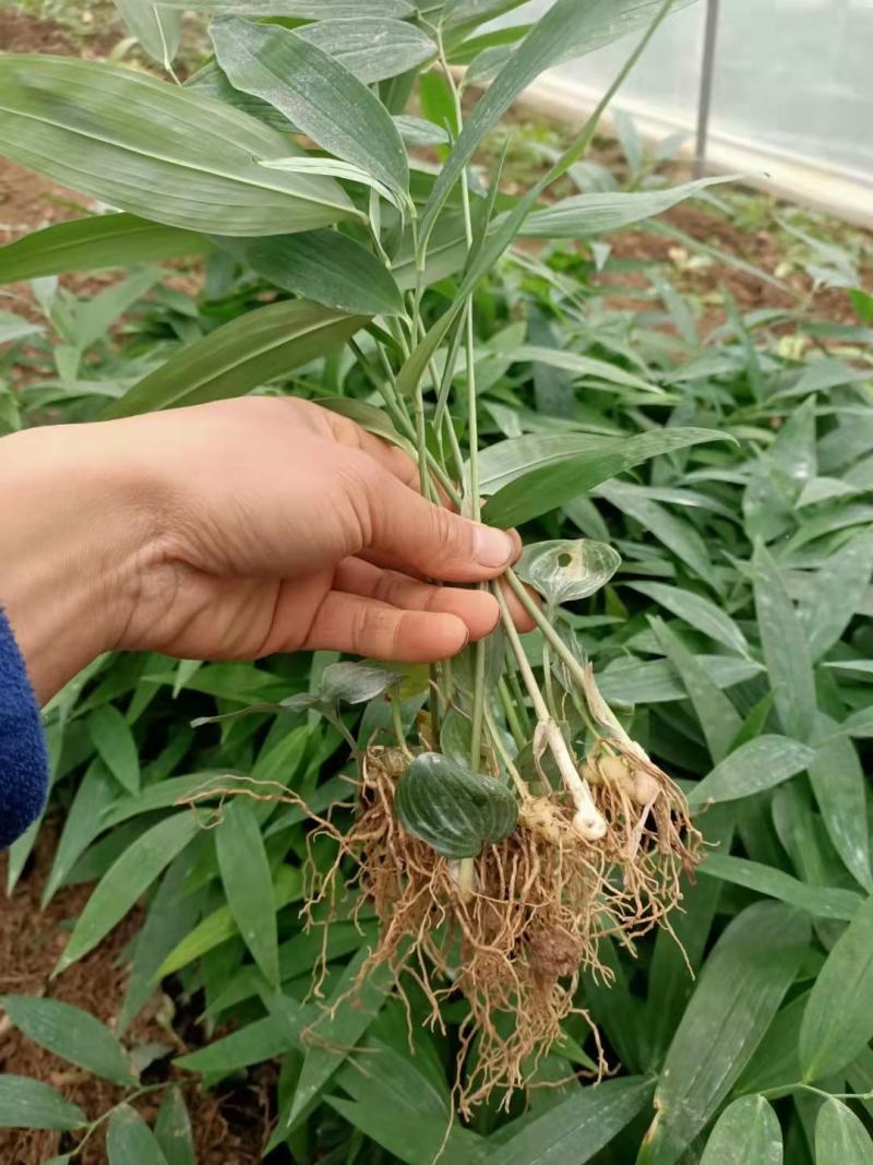 【好货】黄精种苗育苗基地直发可视频看货欢迎咨询